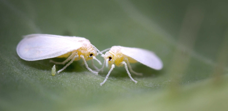 To get rid of whiteflies, you can try several different methods, including using a whitefly trap, spraying the plant with water, or using insecticidal soap.