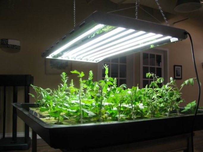 To get started, you'll need a grow light.