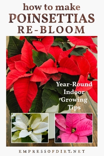 To get the best possible blooms from your poinsettia, start by finding an ideal spot for it in your home.