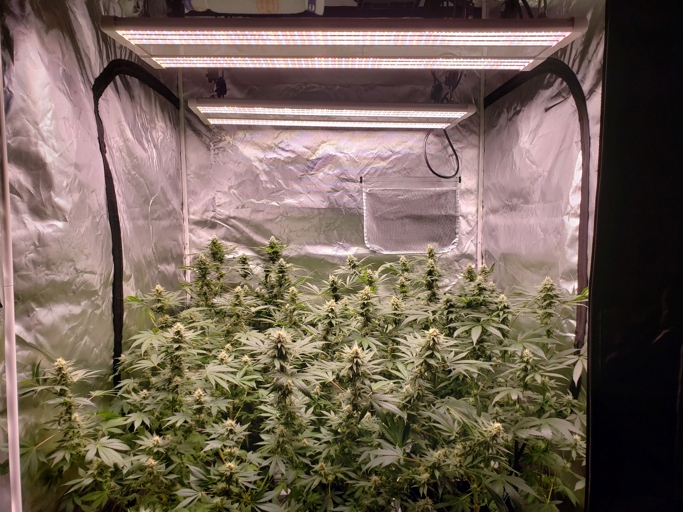 To get the best results, grow lights should be placed close to plants and should be on for 14 to 16 hours per day.