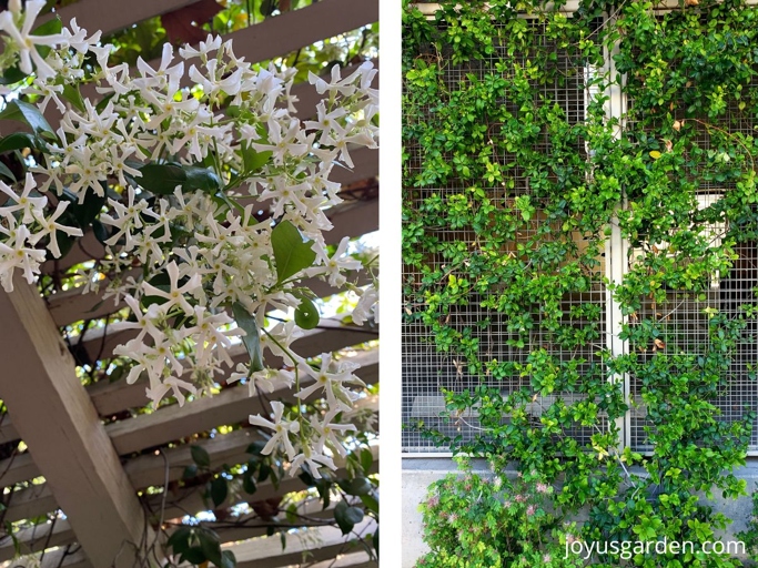 To get your true jasmine vine plant to climb a trellis, start by planting it at the base of the trellis.