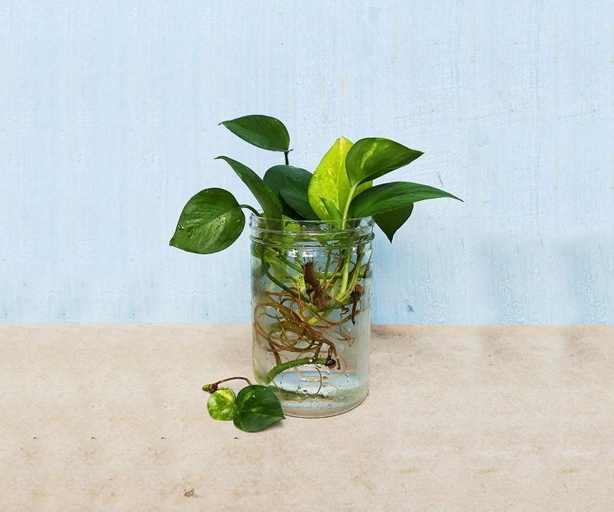 To grow a money plant in water, start by filling a clean, wide container with fresh water.