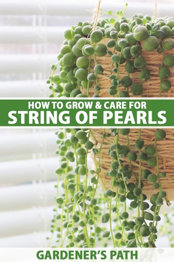 To grow a string of pearls, start with a single pearl and follow these seven steps.