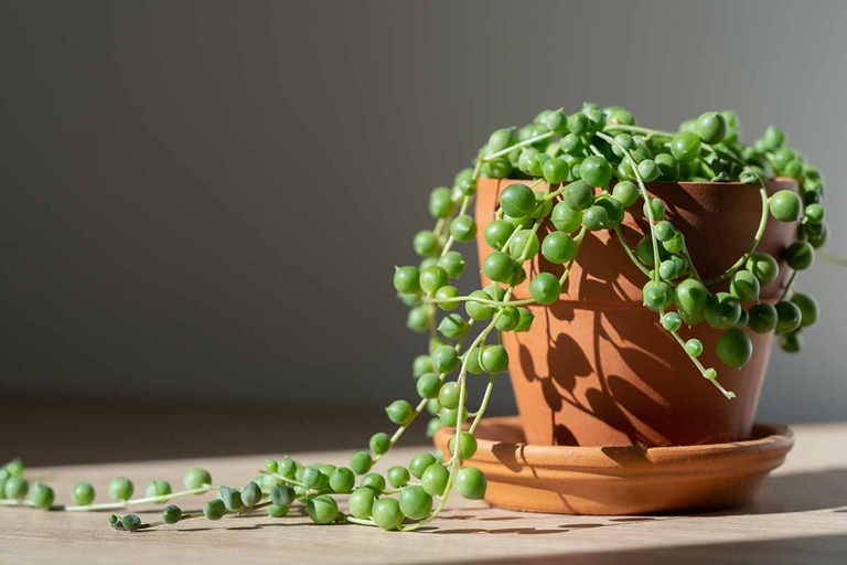 To grow a string of pearls, you will need a pot at least 12 inches wide and deep, well-draining potting mix, and a place with bright indirect light.
