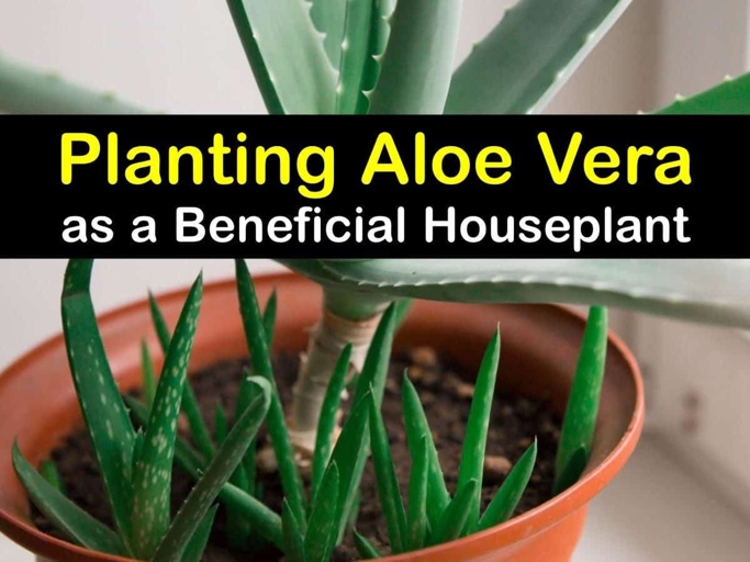 To grow aloe vera in water, start by filling a pot with well-draining soil and placing a young aloe vera plant in it.