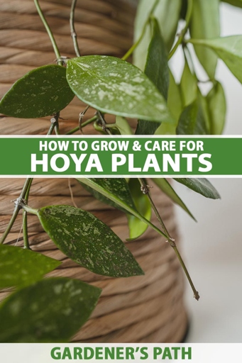 To grow Hoya in water, you will need a vessel that is at least 12 inches deep.