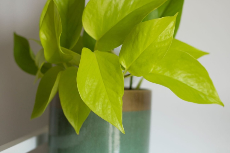To grow Philodendron Lemon Lime, you'll need bright, indirect light and well-draining soil.