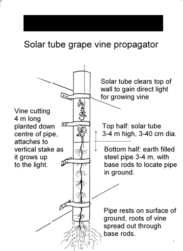 To guide the vines, first choose a starting point on the trellis, brick wall, or wire. Then, using thin wire, tie the vine to the chosen structure at intervals of 6 to 8 inches.