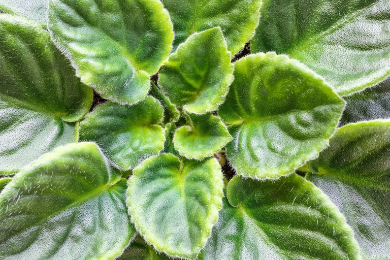 To have healthy and bright African violet leaves, you must clean them regularly.