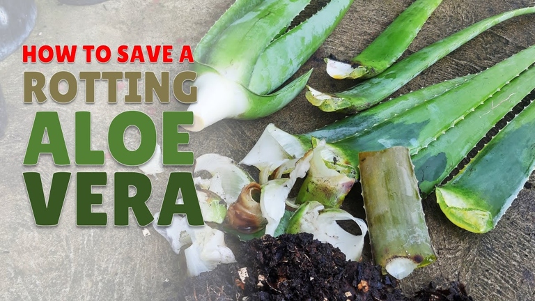To help your aloe vera plant avoid root rot, make sure to loosen the soil before replanting.