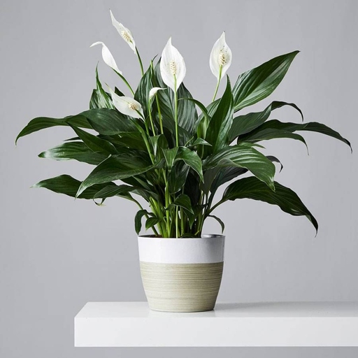 To help your peace lily grow and thrive, use artificial light.