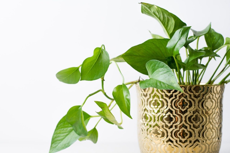 To improve aeration, water your pothos plant with room-temperature water and make sure the drainage holes in the pot are clear.