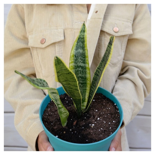 To improve humidity for your snake plant, try using grow lights.