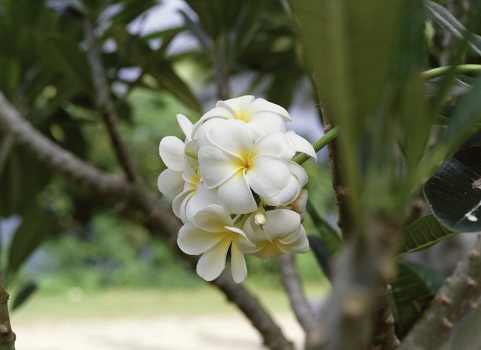 To keep plumeria small, remove the older leaves.