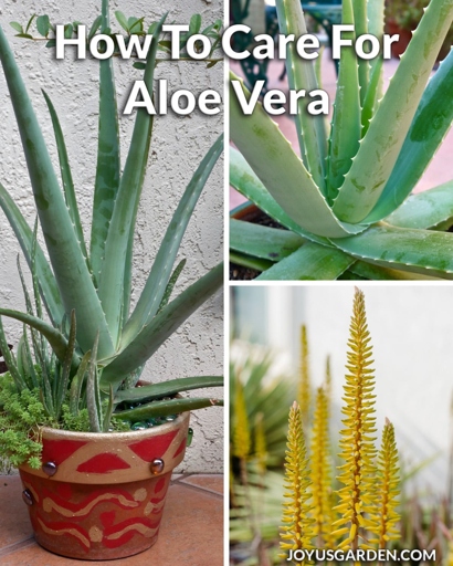 To keep your aloe plant healthy and growing, water it about once a week and give it plenty of sunlight.