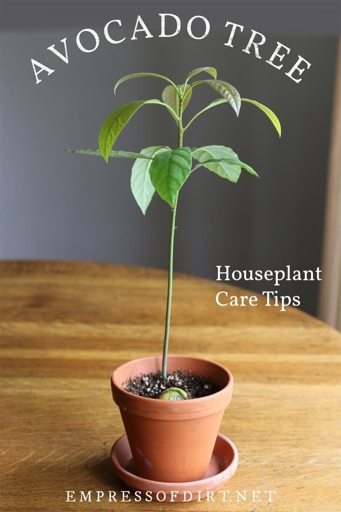 To keep your avocado tree from getting leggy, make sure to maintain the correct temperature around the plant.