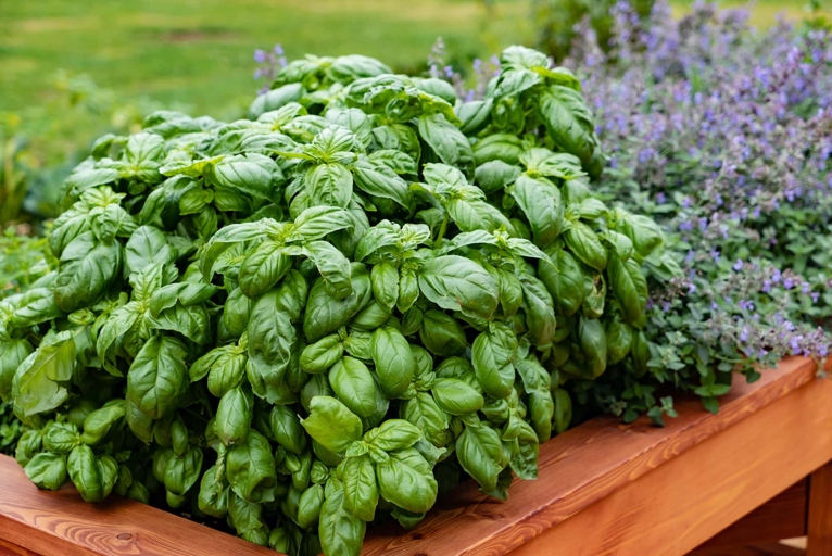 To keep your basil plant healthy and producing new leaves, you will need to pinch off the older leaves. Basil is a popular herb that is used in many dishes.