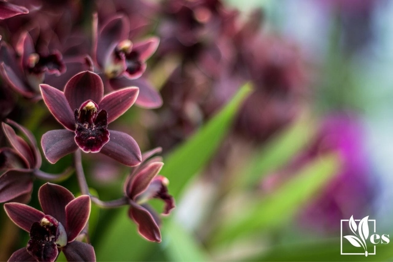 To keep your black orchid healthy, water it once a week and fertilize it monthly.