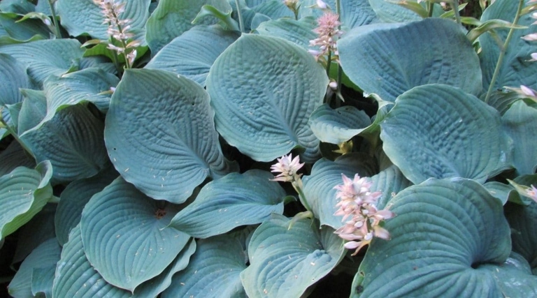 To keep your blue leaf hostas healthy, water them regularly and fertilize them monthly.