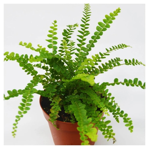 To keep your button fern healthy and hydrated, mist the leaves with water every few days.