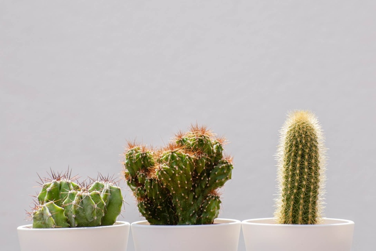 To keep your cactus healthy, water it when the soil is dry and give it plenty of light.