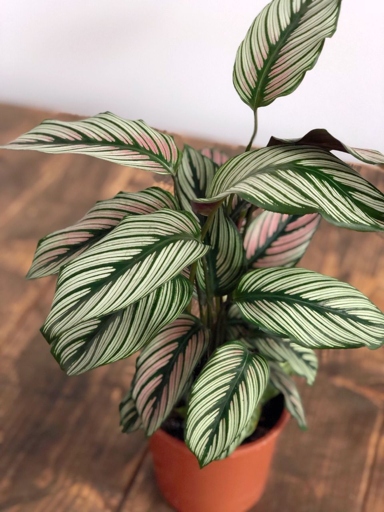 To keep your Calathea Beauty Star healthy, maintain a consistent temperature between 65-75 degrees Fahrenheit and humidity levels above 60%.