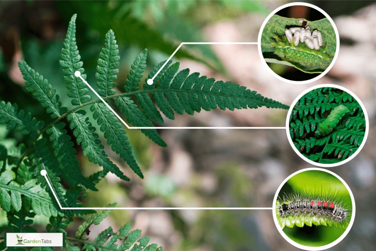 To keep your ferns looking their best, handpick any insects off of them as soon as you see them.