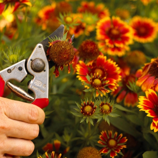 To keep your flowers looking their best after they've bloomed, water them regularly and deadhead them as needed.