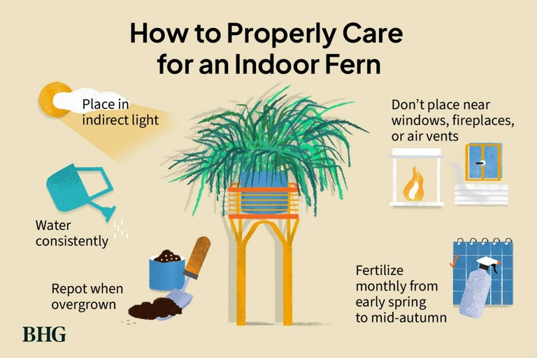 To keep your heart fern healthy and thriving, fertilize it every two weeks with a half-strength solution of liquid fertilizer.