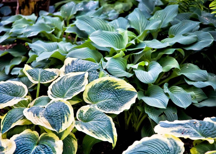 To keep your hostas looking their best, be sure to clean their leaves regularly.