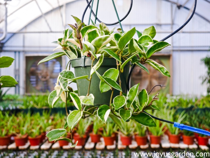 To keep your hoya happy and healthy in water, make sure to change the water every week and fertilize monthly.
