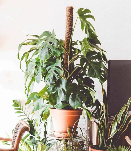 To keep your Monstera upright, you will need to stake it.