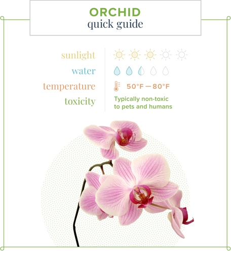 To keep your orchid healthy and blooming, water it regularly and fertilize it monthly.