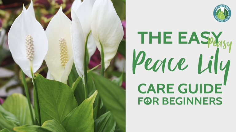 To keep your peace lily free of pests, start with cleanliness.