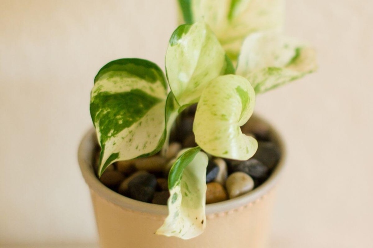 To keep your pearls and jade pothos healthy and happy, fertilize them every two weeks with a half-strength solution of all-purpose fertilizer.
