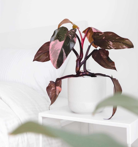 To keep your Pink Princess Philodendron healthy and thriving, make sure it gets a lot of bright, indirect light.