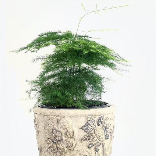 To keep your Plumosa fern healthy and thriving, water it regularly and fertilize it monthly.