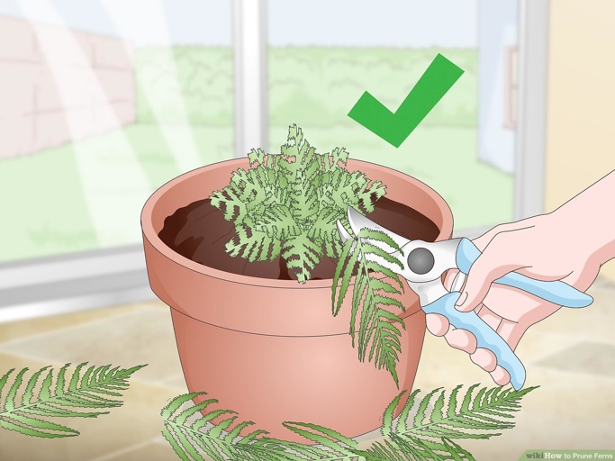To keep your plumosa fern looking its best, trim off any damaged or aged leaves as they occur.