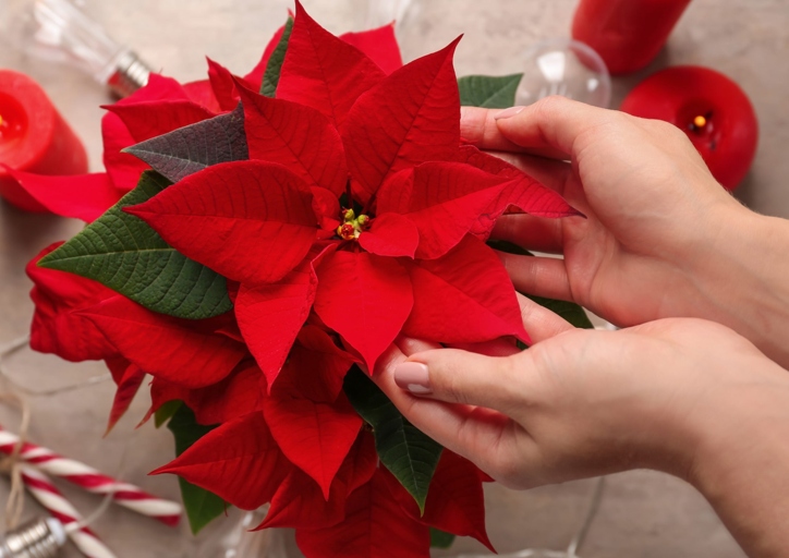 To keep your poinsettia healthy and hydrated, be sure to water it when the soil is dry.