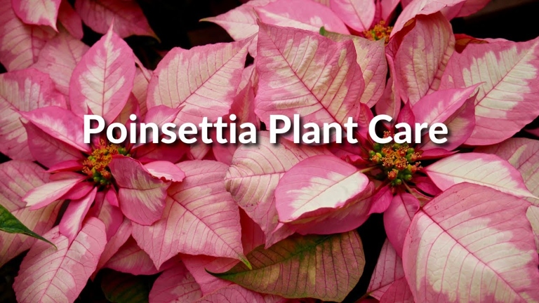 To keep your poinsettia healthy and vibrant throughout the holiday season, follow these simple tips: water regularly, place in a sunny spot, and don't let the temperature drop below 60 degrees.