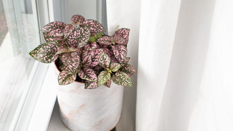 To keep your polka dot plant healthy, water it regularly and evenly.