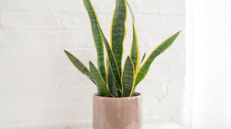 To keep your snake plant healthy and its leaves upright, water it when the soil is dry and give it bright, indirect light.