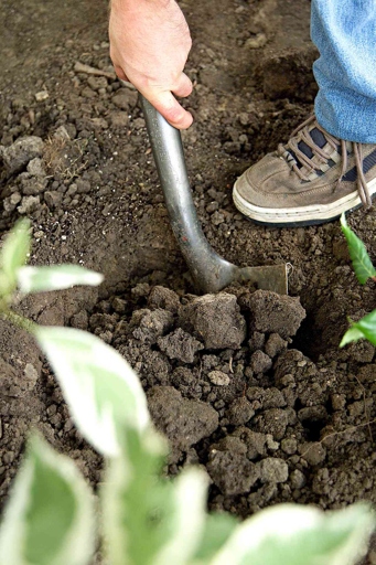 To loosen the soil, first dig up the area around the plant to a depth of about 6 inches.