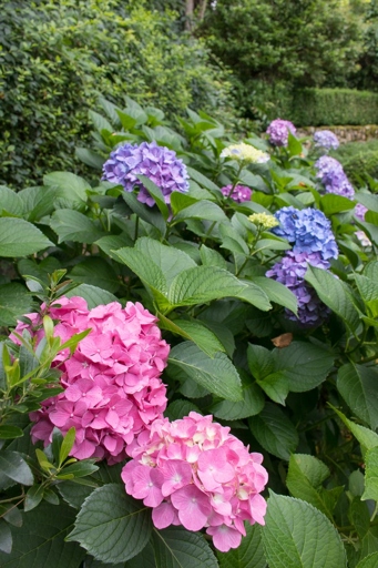 To maintain healthy hydrangea leaves, water the plant deeply and regularly, fertilize it monthly, and prune it as needed.
