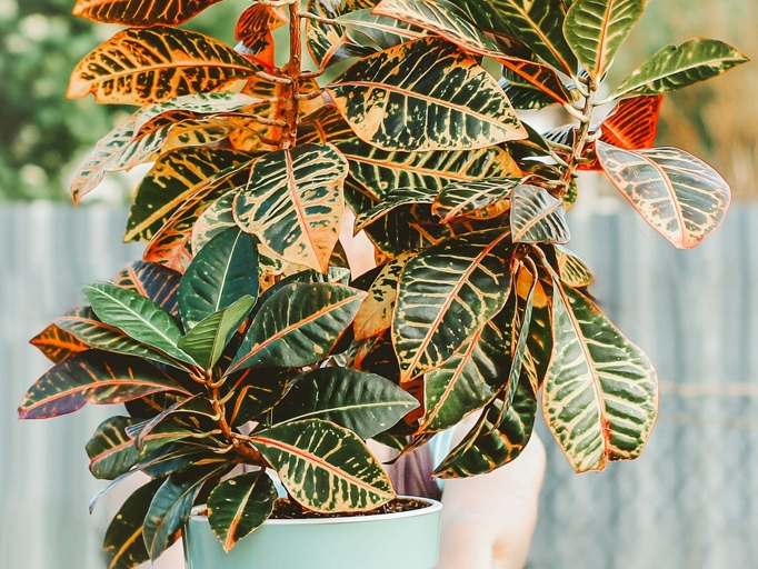 To make a croton bushier, provide the right amount of sunlight.