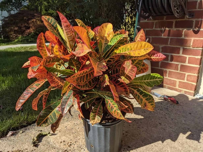 To make a croton bushier, you will need a sharp knife, a spade, and some patience.