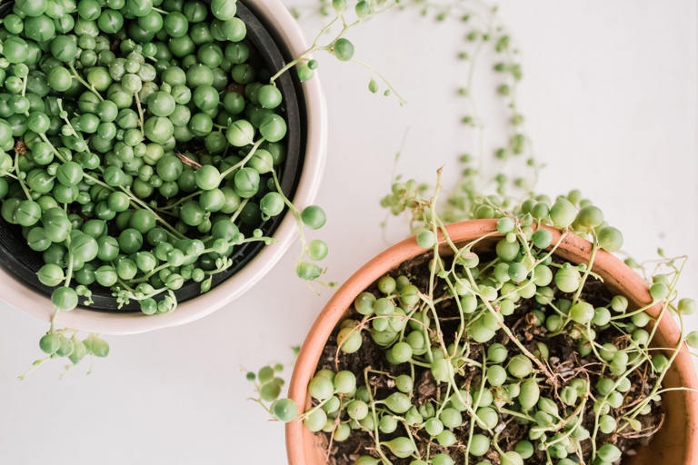 To make a string of pearls fuller, fertilize the plant with a balanced fertilizer once a month during the growing season.