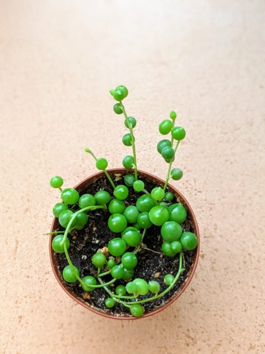 To make a string of pearls fuller, water them regularly.