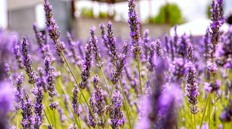 To make lavender grow faster, water it regularly and fertilize it with a balanced fertilizer.