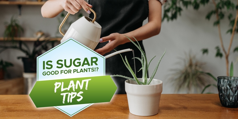 To make your Aloe Vera grow faster in water, you can add a little bit of sugar to the water.